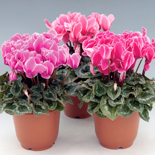 シクラメン　サンライズ 大輪系品種