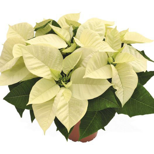 ポインセチア　プレミアムファミリー 