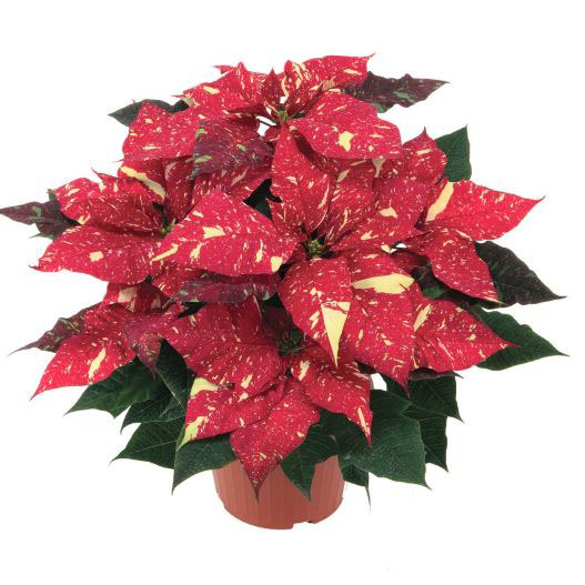 ポインセチア　プリメーロファミリー 