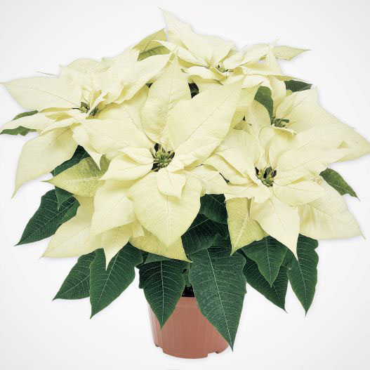 ポインセチア　プリメーロファミリー 