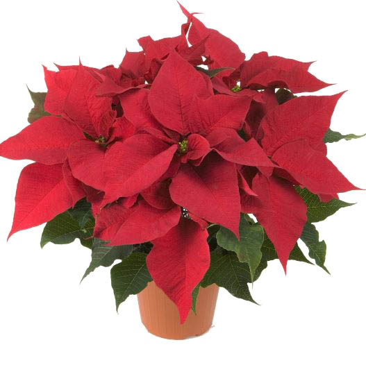 ポインセチア　プレステージ アーリーレッド 