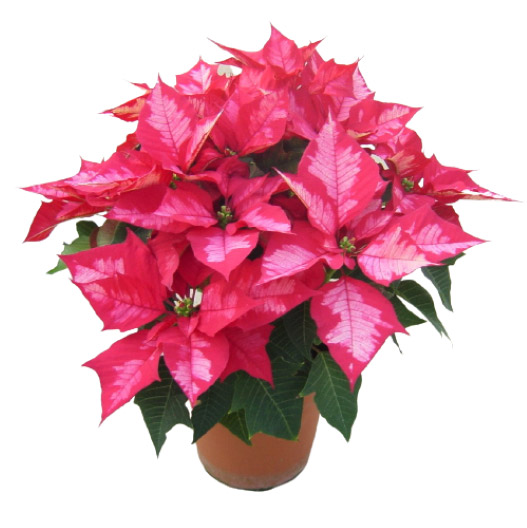 ポインセチア　アイスパンチ 