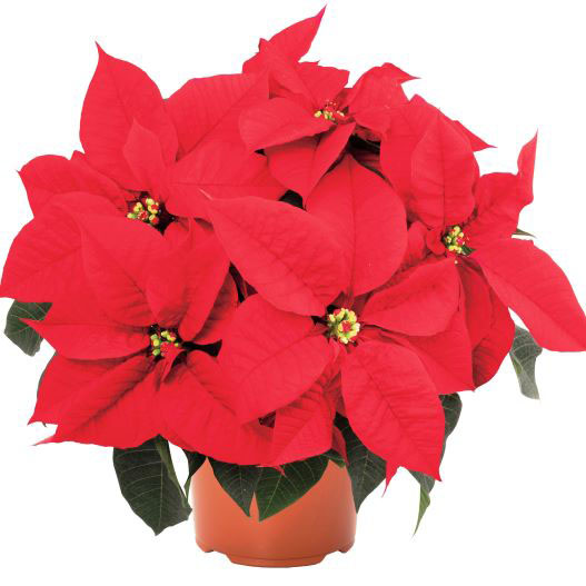 ポインセチア　アトラ 