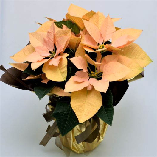 ポインセチア　ゴールド 