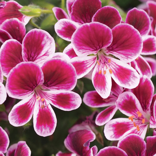 ペラルゴニウム　グランパッソ シリーズ 