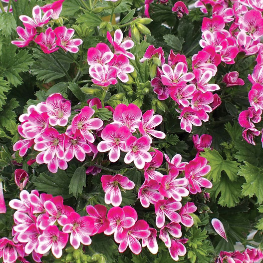 ペラルゴニウム　グランパッソ シリーズ 