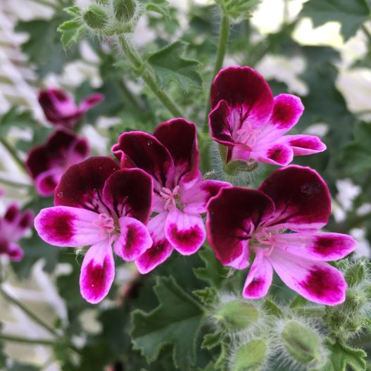 ペラルゴニウム　グランパッソ シリーズ 