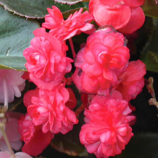 ベゴニア センパフローレンス　ダブレット シリーズ 