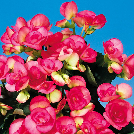 ベゴニア　エラチオール その他のグループ 