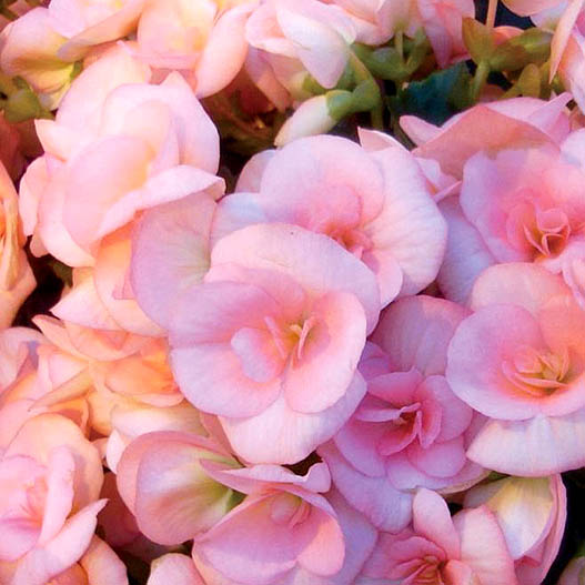 ベゴニア　エラチオール その他のグループ 