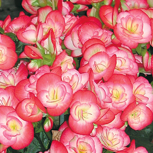 ベゴニア　エラチオール その他のグループ 