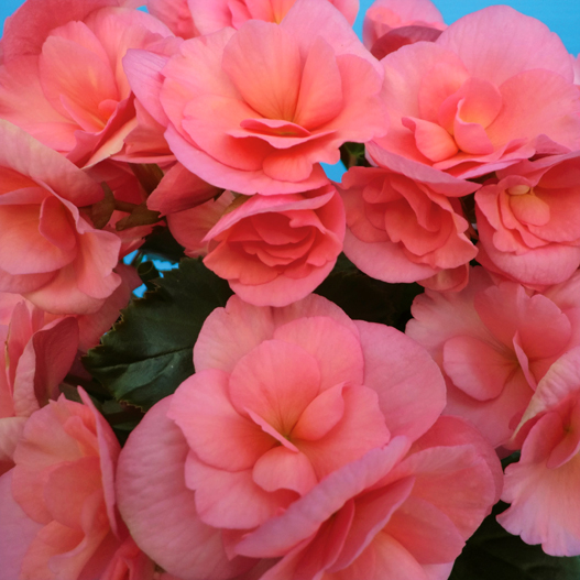 ベゴニア　エラチオール その他のグループ 