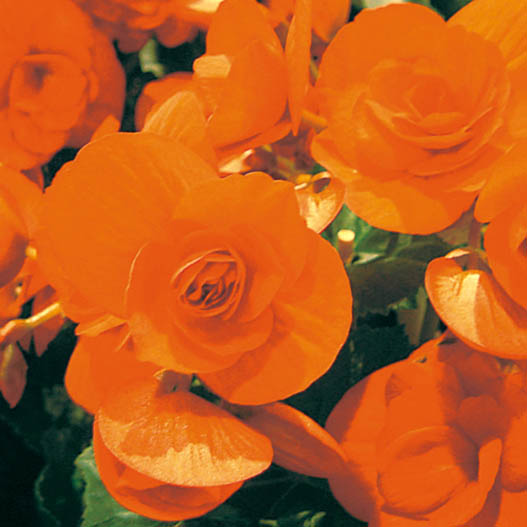 ベゴニア　エラチオール バルコスグループ 