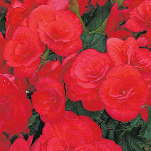 ベゴニア　エラチオール バルコスグループ 