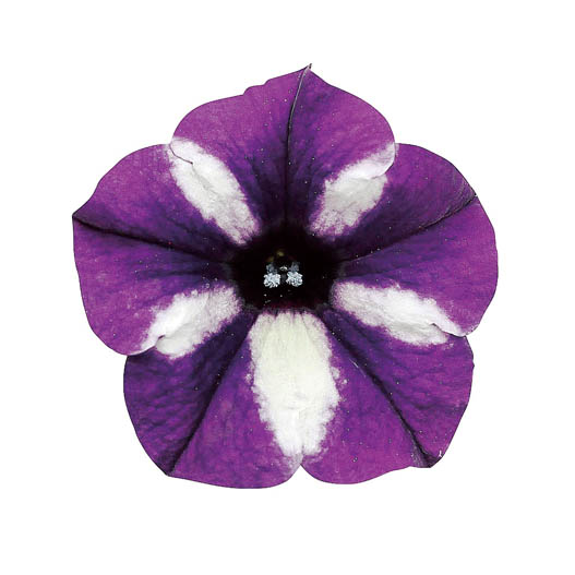 ペチュニア　スーパーチュニア 