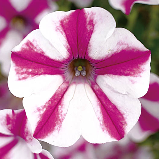 ペチュニア　スーパーチュニア 