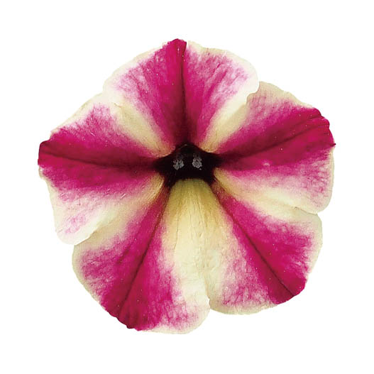 ペチュニア　スーパーチュニア 