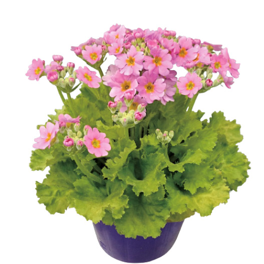 プリムラ マラコイデス　古都さくら シリーズ 