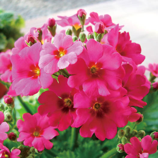 プリムラ マラコイデス　古都さくら シリーズ 