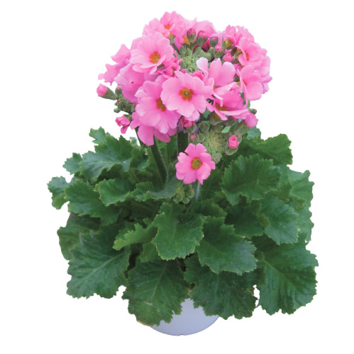 プリムラ マラコイデス　キューティー シリーズ 