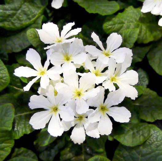 プリムラ アコーリス　スターフィーバー シリーズ 