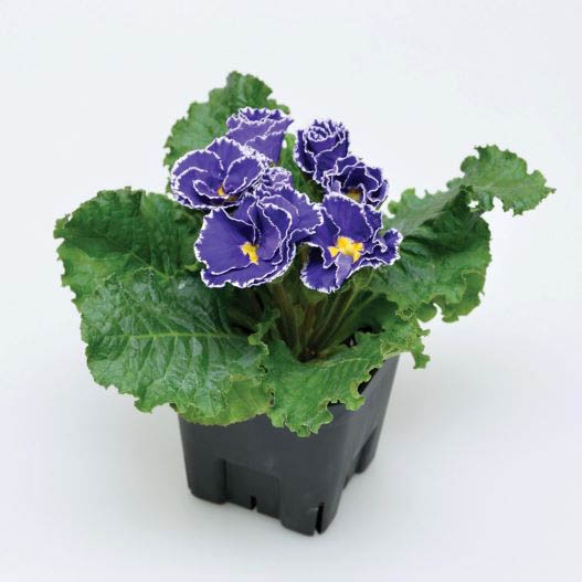 プリムラ アコーリス　シルバーエッジ シリーズ プレミアムプリムローズ