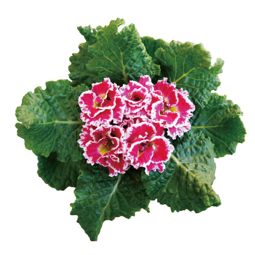 プリムラ アコーリス　シルバーエッジ シリーズ プレミアムプリムローズ