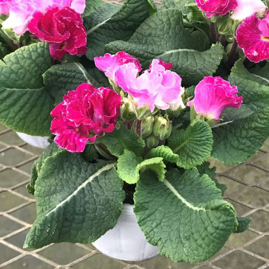 プリムラ ポリアンサ　パーティドレス 