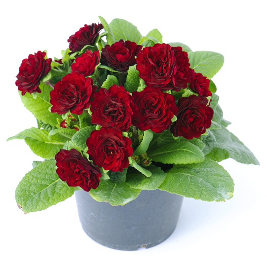 プリムラ イングリッシュタイプ　ベラリーナ シリーズ 