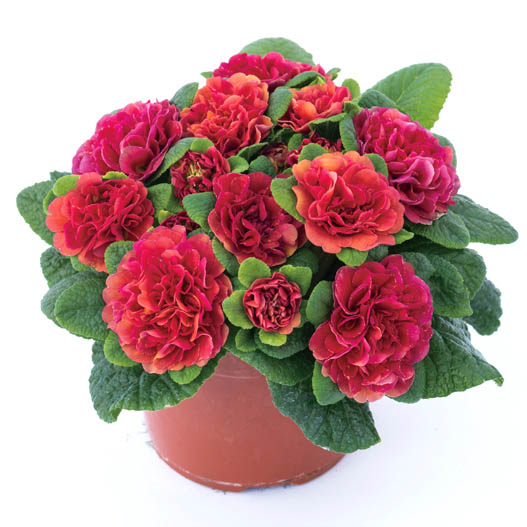 プリムラ イングリッシュタイプ　ベラリーナ シリーズ 