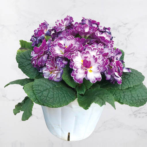 プリムラ イングリッシュタイプ　ベラリーナ シリーズ 