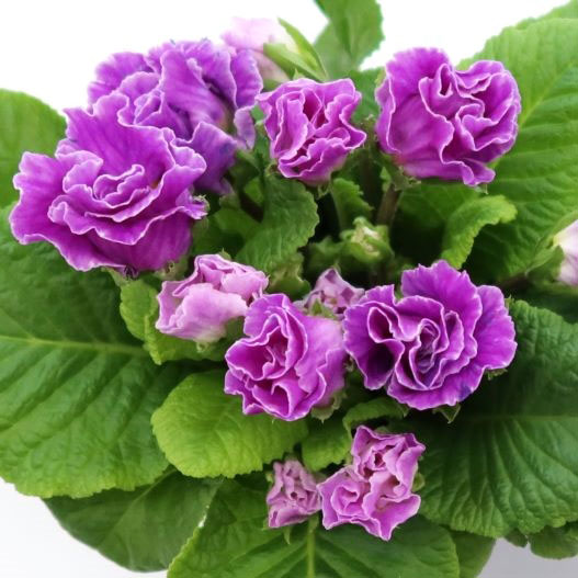 プリムラ ジュリアン　プレミアムジュリアン ブルーベリーのムース 