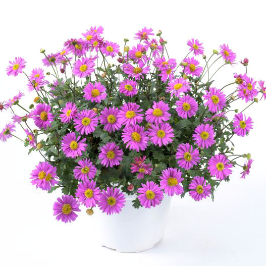 ブラキカム　フレスコ 