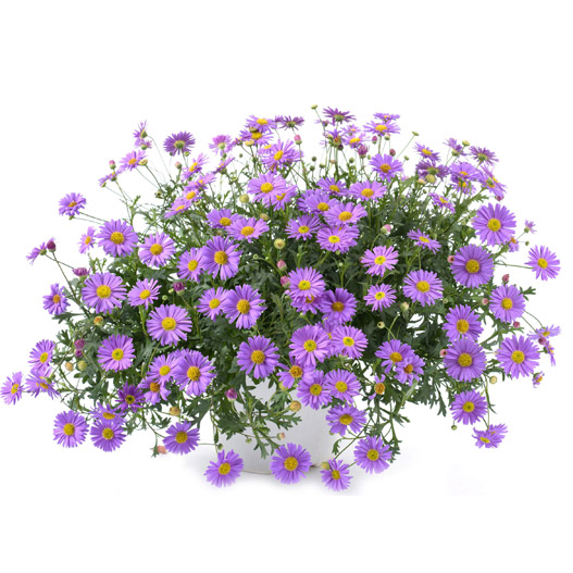 ブラキカム　フレスコ 