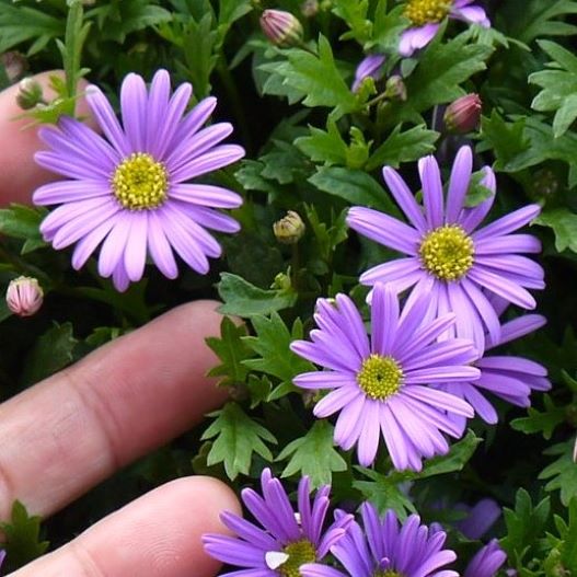 ブラキカム　ブラスコバイオレット 