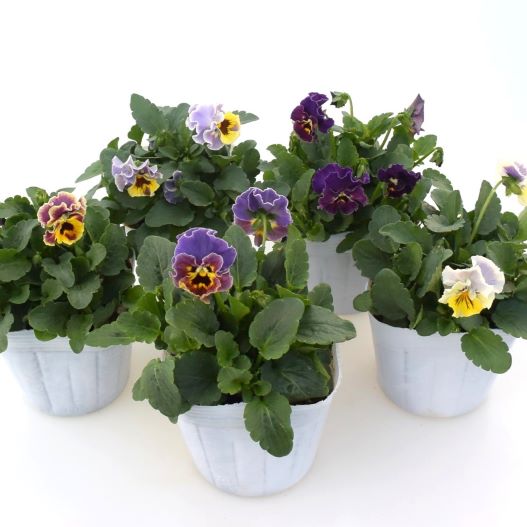 ビオラ　ソワレ シリーズ 