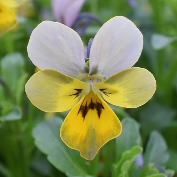 ビオラ　フィーリー シリーズ 