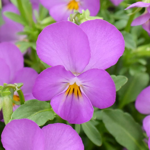 ビオラ　フィーリー シリーズ 