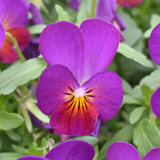 ビオラ　フィーリー シリーズ 