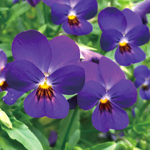 ビオラ　フィーリー シリーズ 