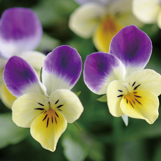 ビオラ　フィーリー シリーズ 