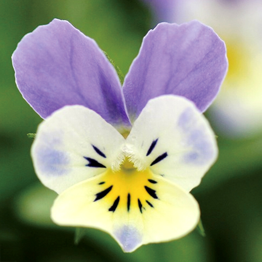 ビオラ　フィーリー シリーズ 