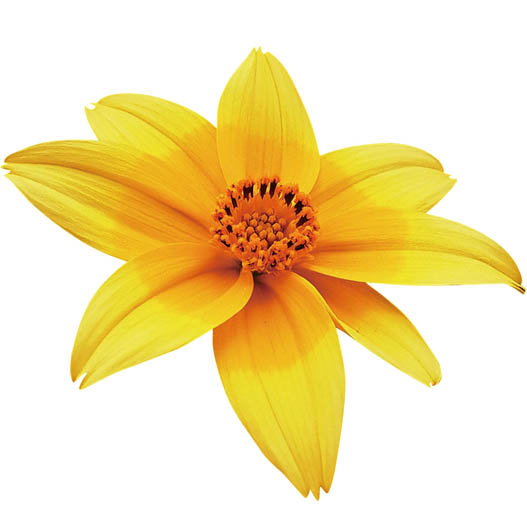 ビデンス　キャンプファイヤー シリーズ 