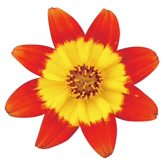 ビデンス　キャンプファイヤー シリーズ 