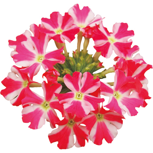 バーベナ　スーパーベナ 