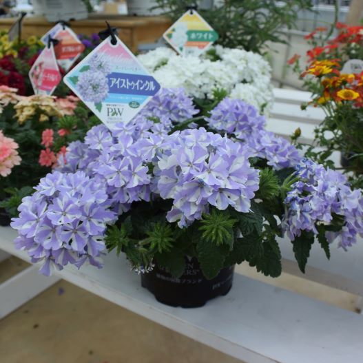 バーベナ　スーパーベナ 