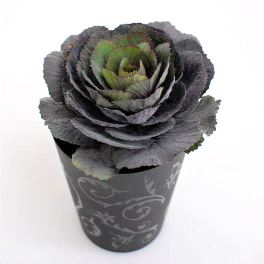 ハボタン　ベルサイユ・ブラックルシアン 