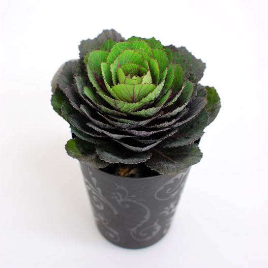 ハボタン　ベルサイユ・ブラックルシアン 