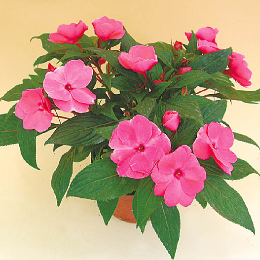 ニューギニアインパチェンス　トロピカル 