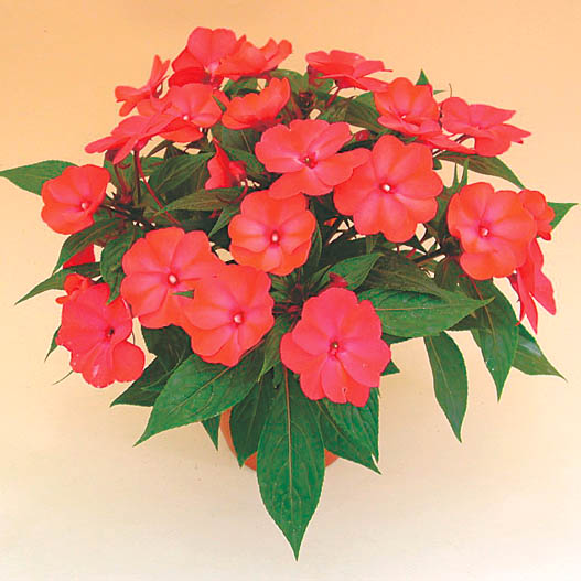 ニューギニアインパチェンス　トロピカル 